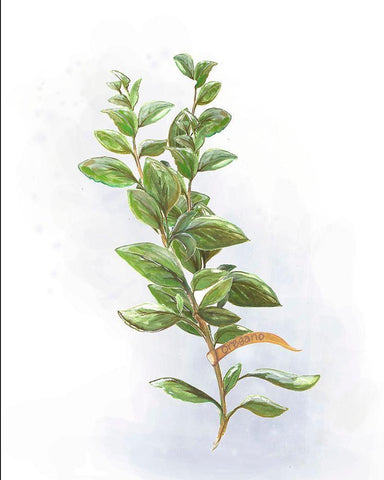 Fresh Herbs V White Modern Wood Framed Art Print with Double Matting by Diannart