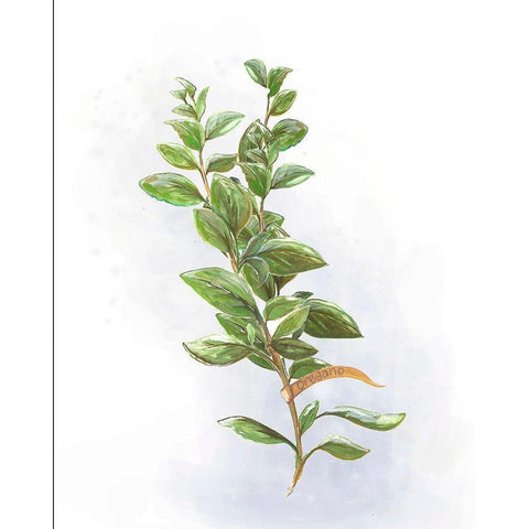 Fresh Herbs V White Modern Wood Framed Art Print by Diannart