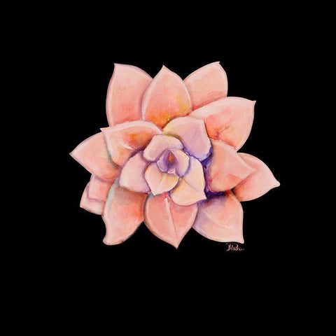 Peach Succulent on Black Black Modern Wood Framed Art Print with Double Matting by Pinto, Patricia