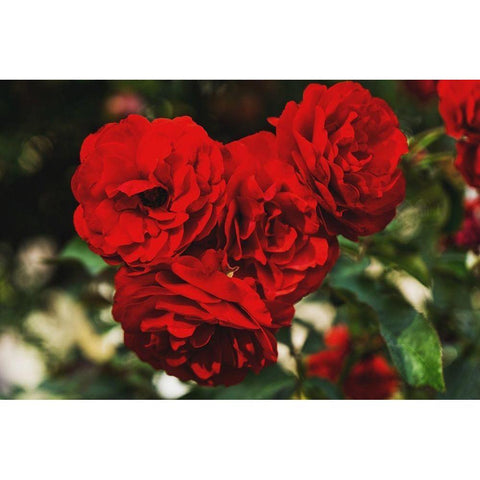 Rose Bunches White Modern Wood Framed Art Print by Stewart, Wil