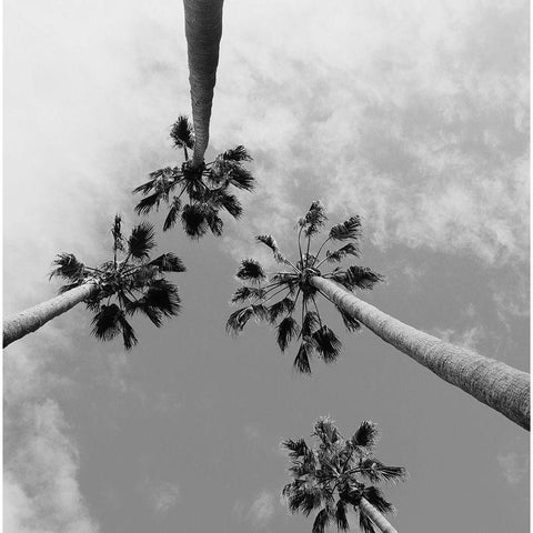 Tropical Gaze Black Modern Wood Framed Art Print with Double Matting by Stewart, Wil