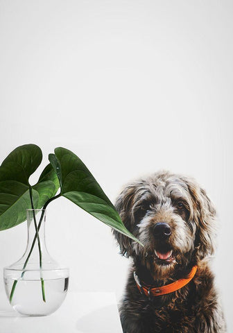 Dog Posing White Modern Wood Framed Art Print with Double Matting by SD Graphics Studio