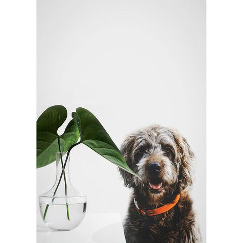 Dog Posing Black Modern Wood Framed Art Print by SD Graphics Studio