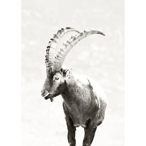 Mountain Goat White Modern Wood Framed Art Print by SD Graphics Studio