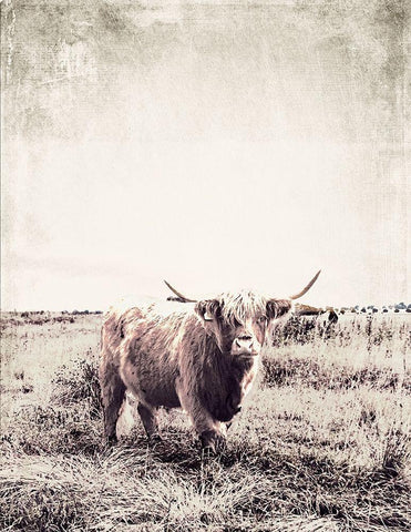 Vintage Highland Cattle Black Ornate Wood Framed Art Print with Double Matting by SD Graphics Studio