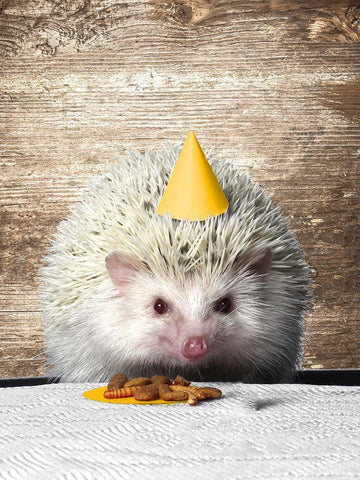 Hedgehog Party White Modern Wood Framed Art Print with Double Matting by SD Graphics Studio