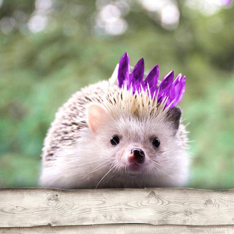 Hedgehog With Crown Black Modern Wood Framed Art Print by SD Graphics Studio