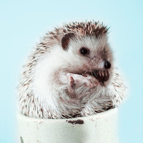 Hedgehog In A Cup Black Modern Wood Framed Art Print with Double Matting by SD Graphics Studio