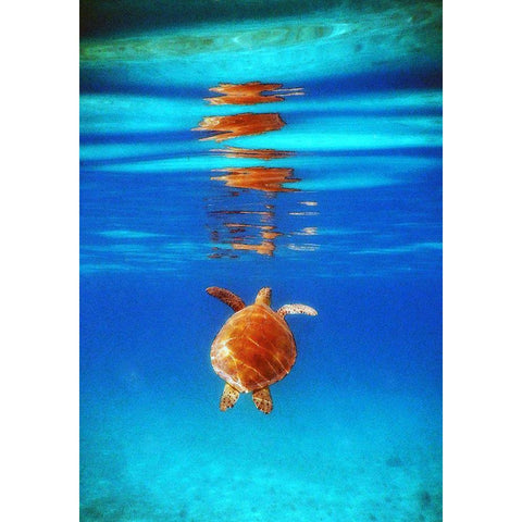 View from Below II White Modern Wood Framed Art Print by Mansfield, Kathy