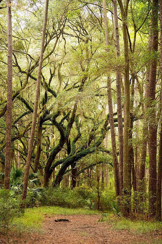 Grand Forest I White Modern Wood Framed Art Print with Double Matting by Mansfield, Kathy