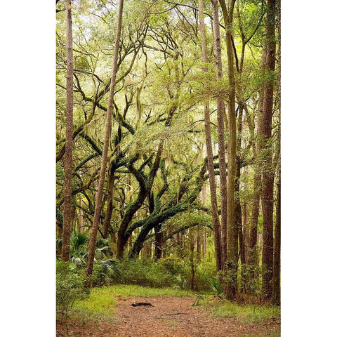 Grand Forest I Black Modern Wood Framed Art Print by Mansfield, Kathy