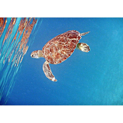 Underwater Depths II White Modern Wood Framed Art Print by Mansfield, Kathy
