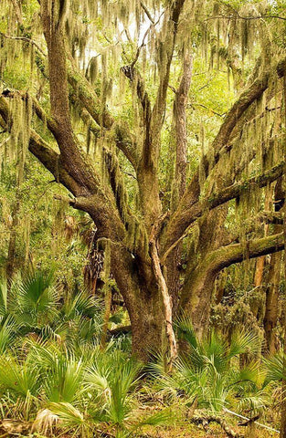 Grand Forest II White Modern Wood Framed Art Print with Double Matting by Mansfield, Kathy