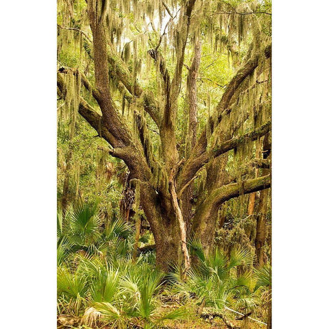 Grand Forest II Black Modern Wood Framed Art Print by Mansfield, Kathy