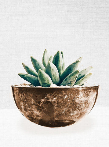 Succulent in Gold Pot II White Modern Wood Framed Art Print with Double Matting by SD Graphics Studio