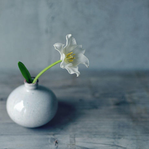 Single Bloom White Modern Wood Framed Art Print by Gardner, Sarah