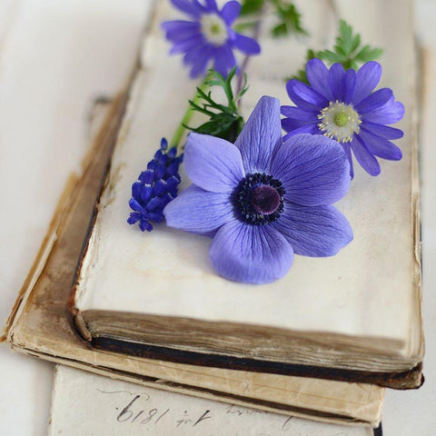 Blissful Blooms Close Up White Modern Wood Framed Art Print by Gardner, Sarah