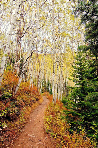 Walk In Christ Black Ornate Wood Framed Art Print with Double Matting by Nawrocke, Bruce