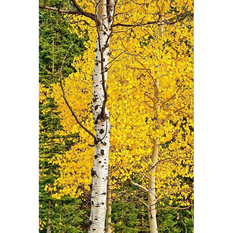 Sunny Blooms Black Modern Wood Framed Art Print by Nawrocke, Bruce