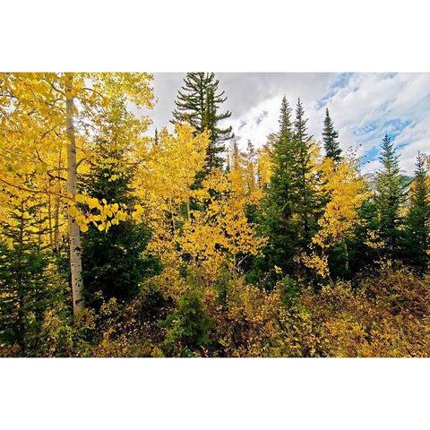 Natures Hidden Treasures II White Modern Wood Framed Art Print by Nawrocke, Bruce
