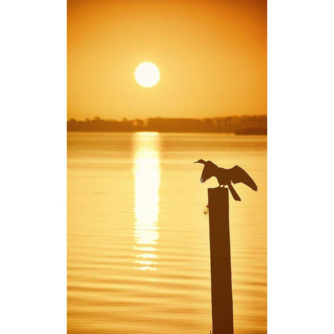 Bird Watch on the Lake Black Modern Wood Framed Art Print with Double Matting by ODell, Debbie