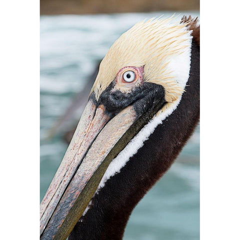 Bayside Pelican Black Modern Wood Framed Art Print with Double Matting by ODell, Debbie