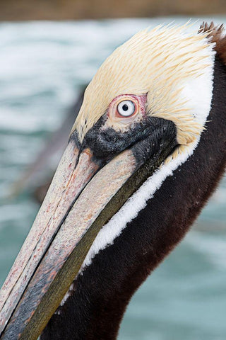 Bayside Pelican Black Ornate Wood Framed Art Print with Double Matting by ODell, Debbie