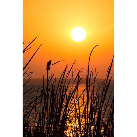 Sunset on the Lake II Gold Ornate Wood Framed Art Print with Double Matting by ODell, Debbie