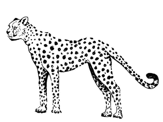 Image Only