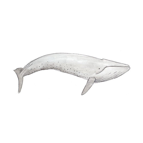 Great Gray Whale Black Modern Wood Framed Art Print with Double Matting by SD Graphics Studio