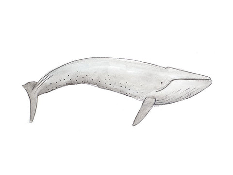 Great Gray Whale White Modern Wood Framed Art Print with Double Matting by SD Graphics Studio