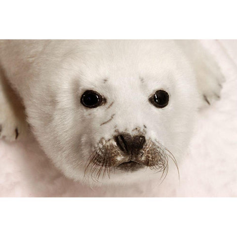 Arctic Seal Pup Gold Ornate Wood Framed Art Print with Double Matting by Mansfield, Kathy