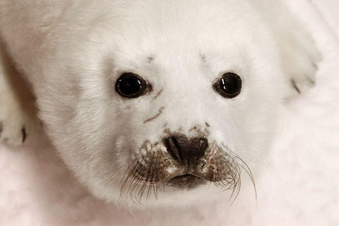 Arctic Seal Pup White Modern Wood Framed Art Print with Double Matting by Mansfield, Kathy