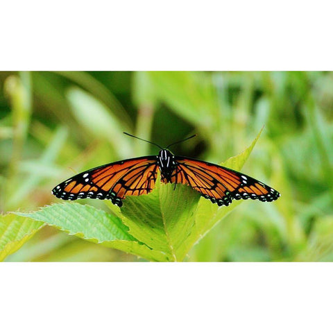 On a Leaf Black Modern Wood Framed Art Print by Mansfield, Kathy