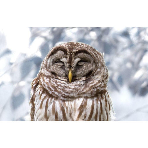 Winter Feathers Gold Ornate Wood Framed Art Print with Double Matting by Mansfield, Kathy