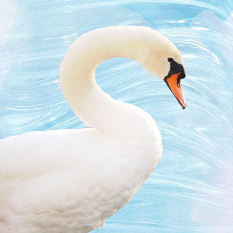 White Swan White Modern Wood Framed Art Print by Peck, Gail
