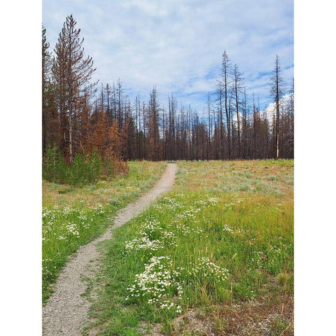 Nature Path Black Modern Wood Framed Art Print by Peck, Gail
