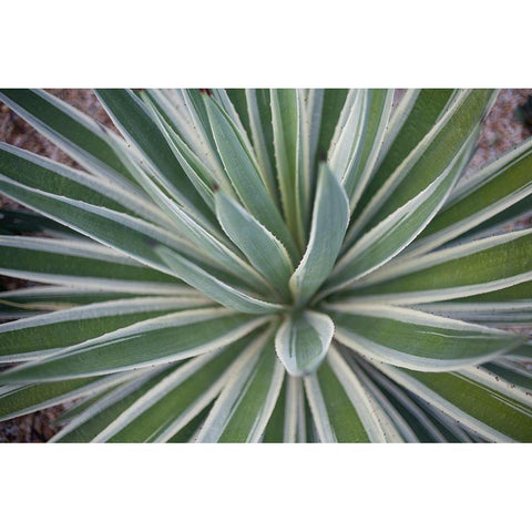 Where the Cactus Grow I White Modern Wood Framed Art Print by Bryant, Susan