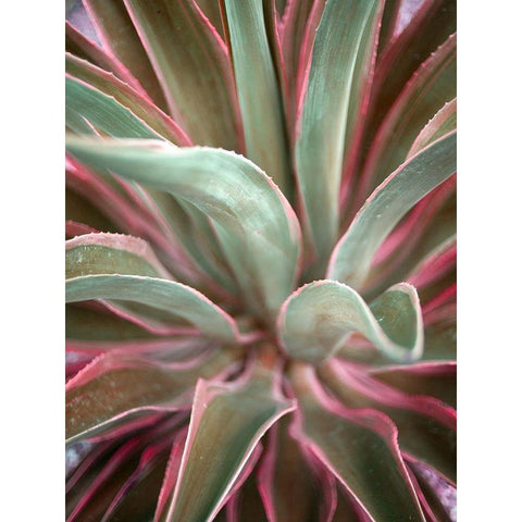 Pink Agave White Modern Wood Framed Art Print by Bryant, Susan