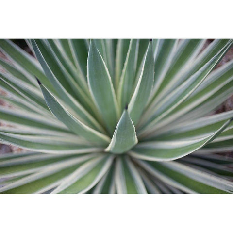 Where the Cactus Grow II White Modern Wood Framed Art Print by Bryant, Susan