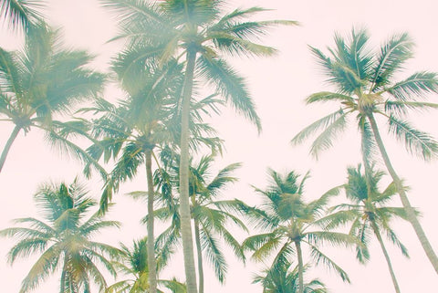 Top Of Palm Island Black Ornate Wood Framed Art Print with Double Matting by Navas, Emily