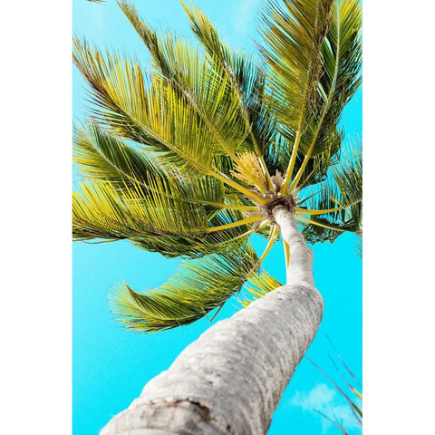 Tropical Winds Black Modern Wood Framed Art Print with Double Matting by Navas, Emily