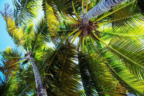 The Shady Spots I Black Ornate Wood Framed Art Print with Double Matting by Navas, Emily