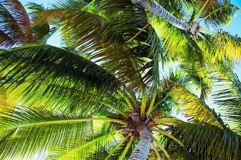 The Shady Spots II Black Ornate Wood Framed Art Print with Double Matting by Navas, Emily