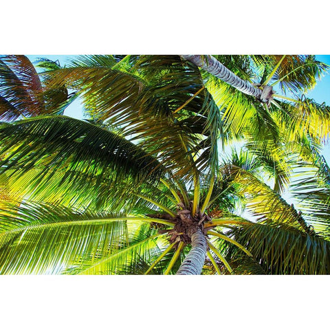 The Shady Spots II Black Modern Wood Framed Art Print by Navas, Emily