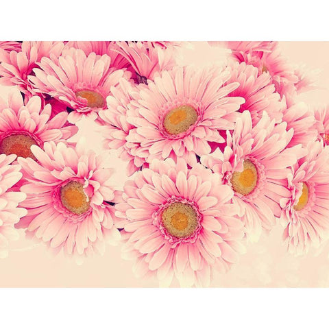 Pink Daisies I Gold Ornate Wood Framed Art Print with Double Matting by Navas, Emily