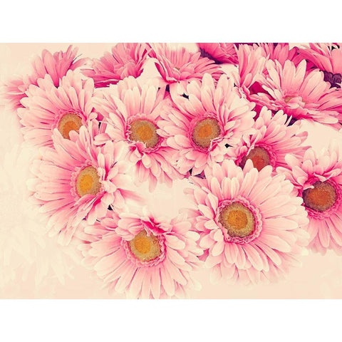 Pink Daisies II Black Modern Wood Framed Art Print with Double Matting by Navas, Emily