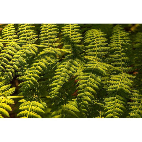 Ferns I Black Modern Wood Framed Art Print with Double Matting by Amos, Andy