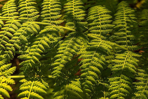 Ferns I White Modern Wood Framed Art Print with Double Matting by Amos, Andy