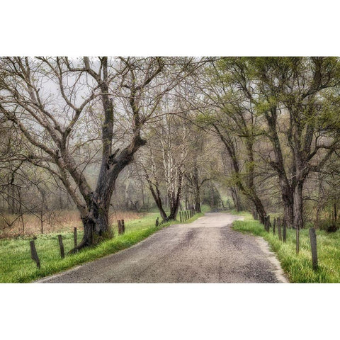Late Afternoon Walk White Modern Wood Framed Art Print by Amos, Andy